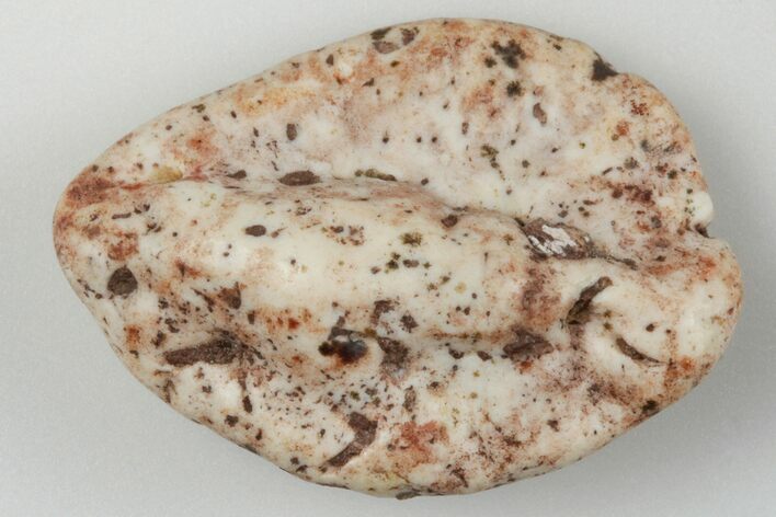 Fossil Phytosaur Scute - New Mexico #192709